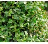 Самшит Вечнозеленый (Buxus sempervirens) P9
